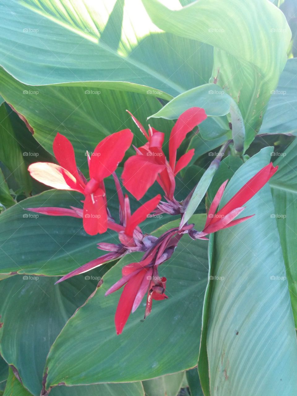 The beauty in nature