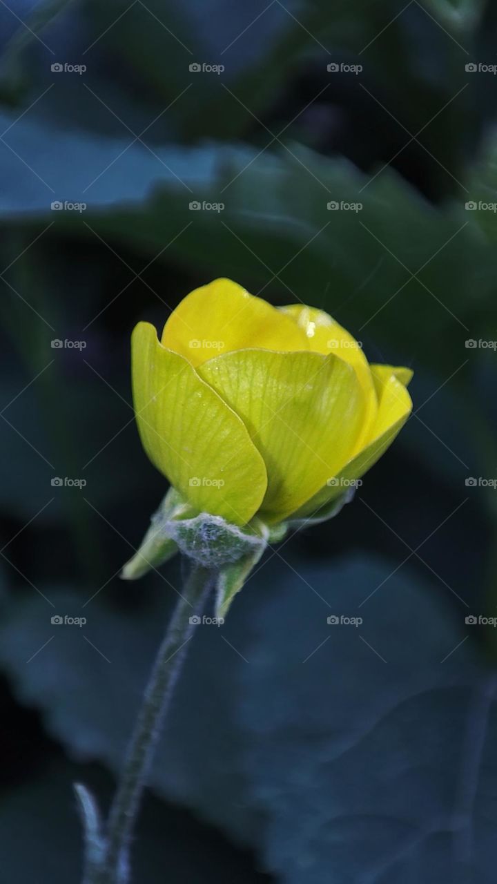 Macro photo of flower growing in the garden