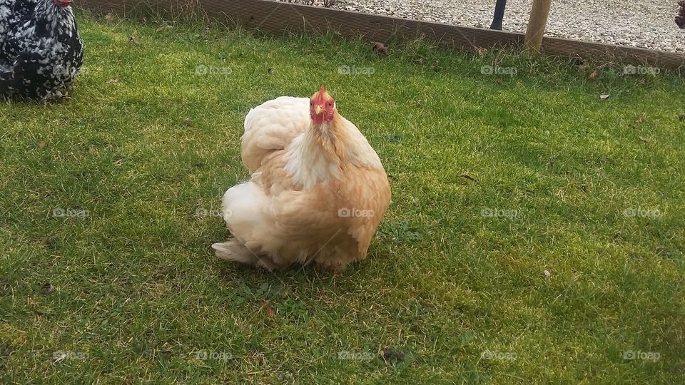 chicken looks around in amazement