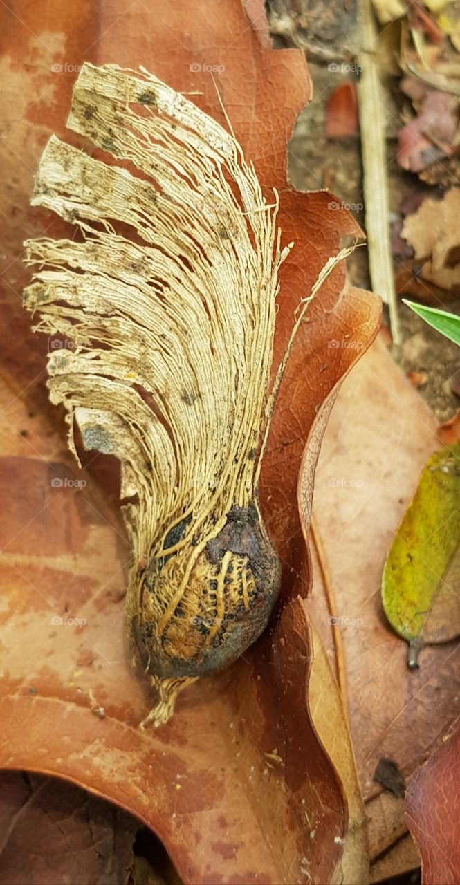 dry leaves and seeds