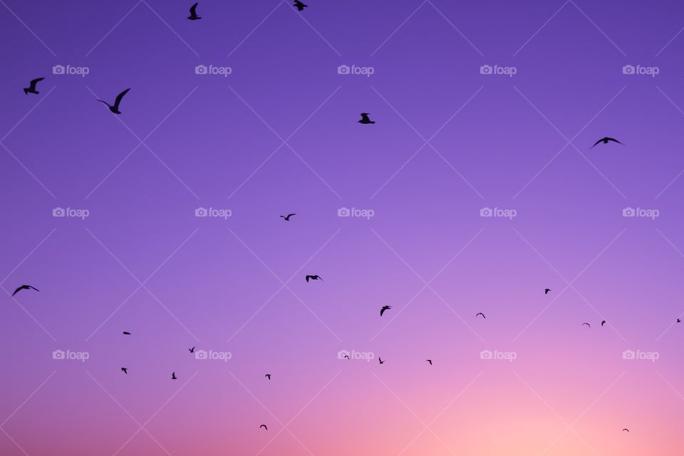 Freedom! Birds silhouetted against a pink and purple sky
