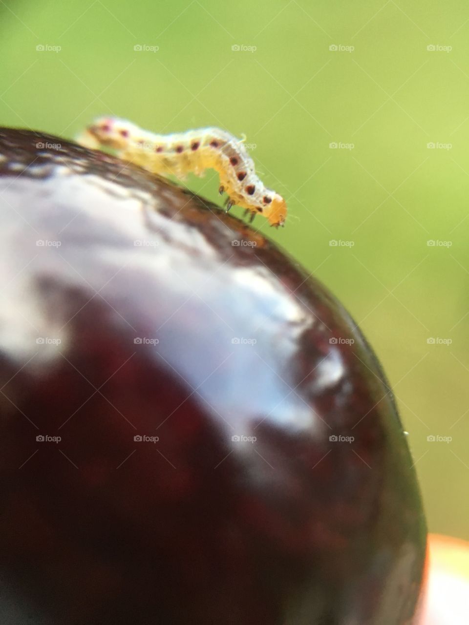 Tiny caterpillar on cherry 