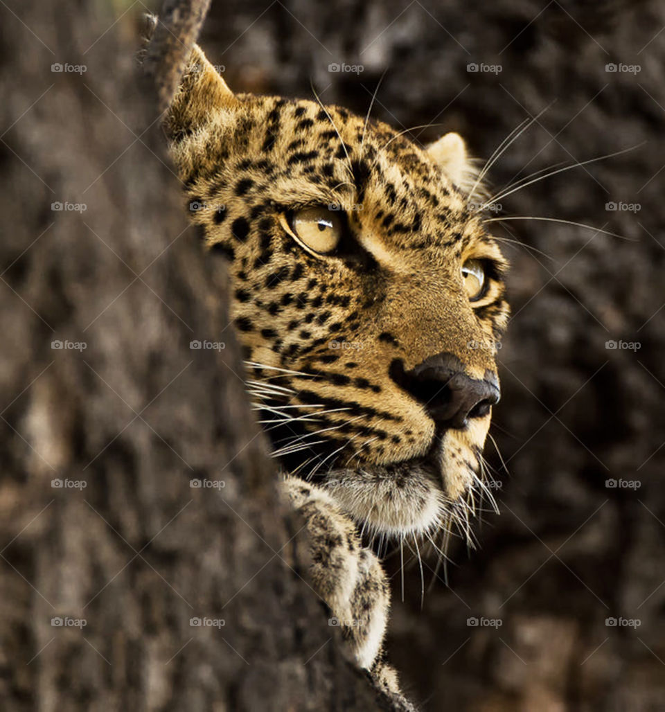 Timbavati, South Africa wildlife