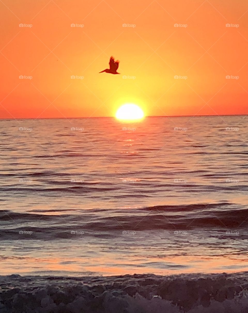Bright yellow ball seems to be dropping into the ocean as it projects brilliant orange across the ski. One happy pelican is late for dinner 