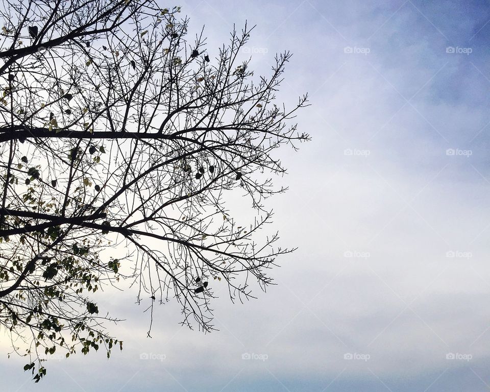 Branches of tree and blue sky