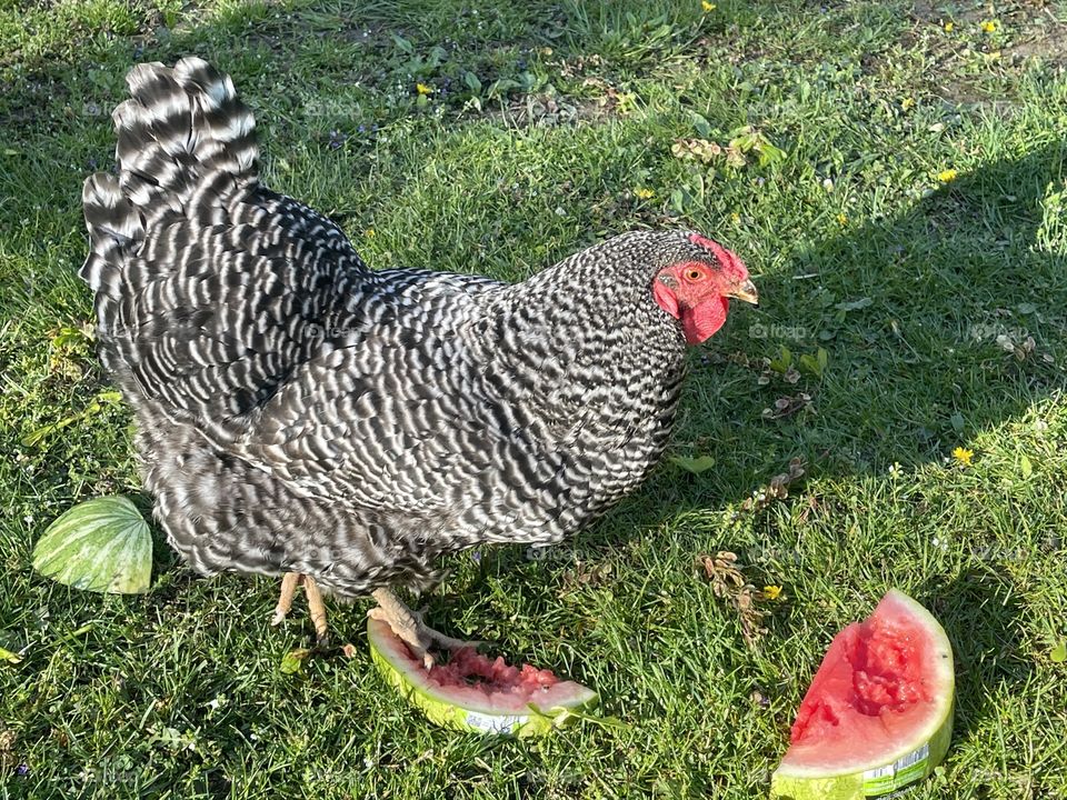 Watermelon on a warm day 