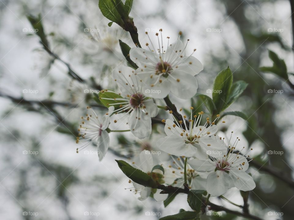 Close up of blossoms