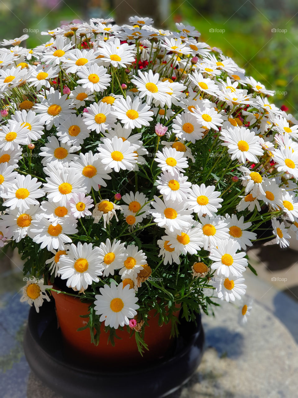 Flowerpot full of daisies