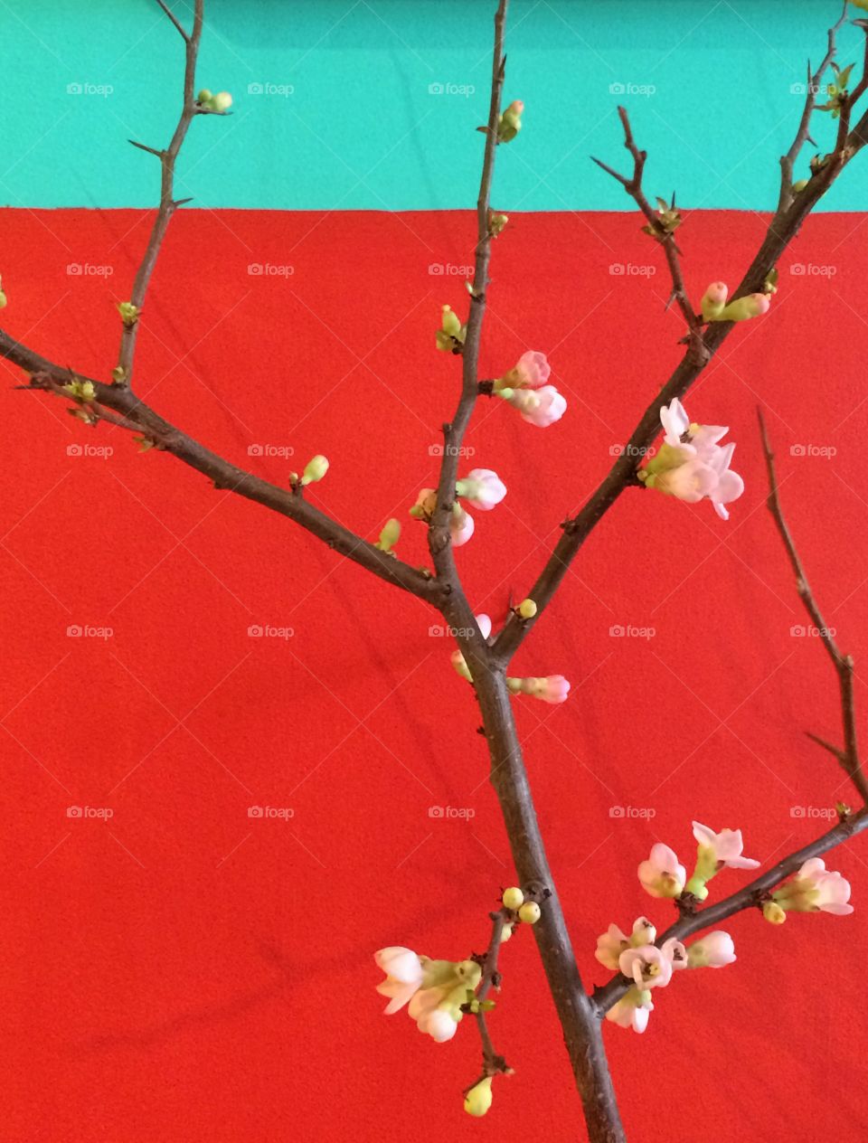 Cherry blossoms with red background
