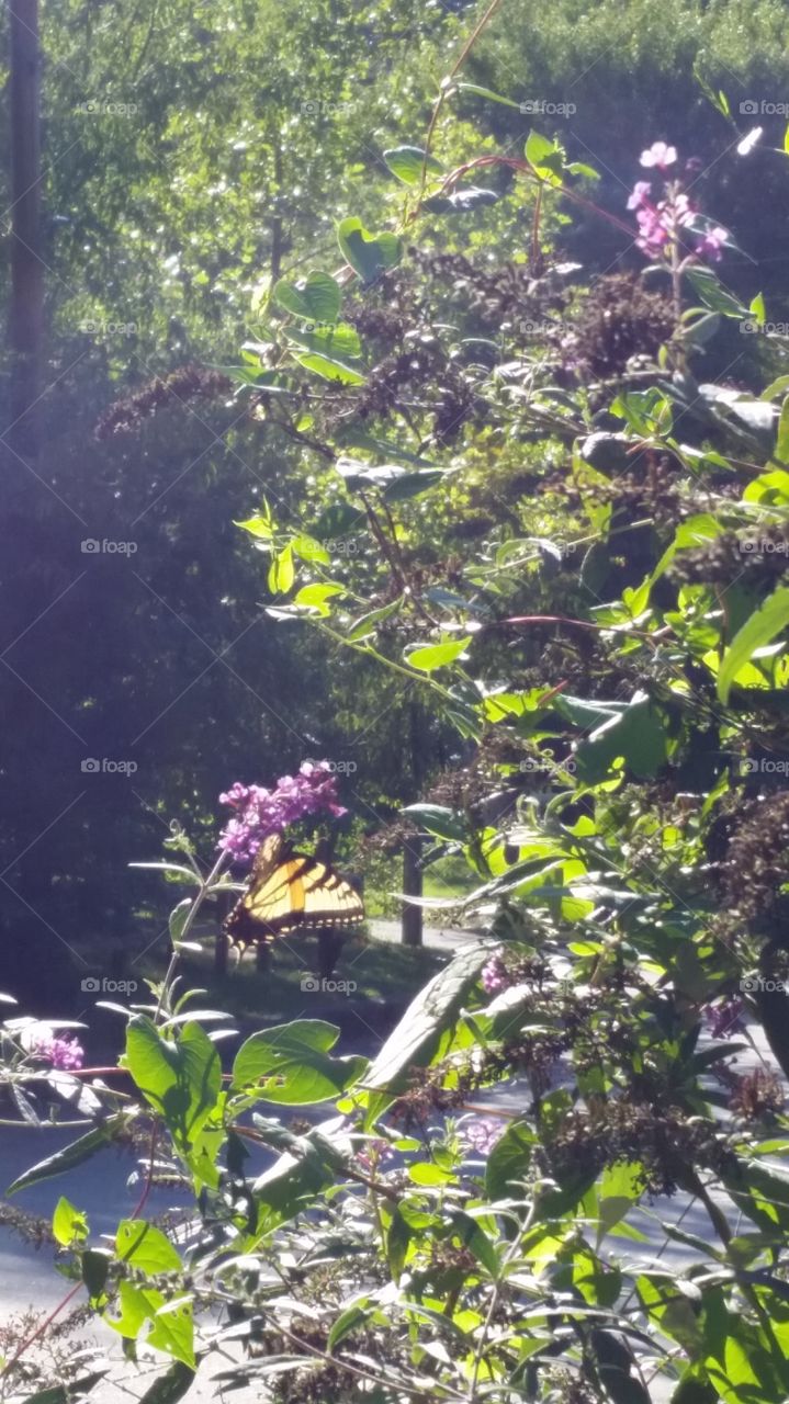 Butterflies fly away