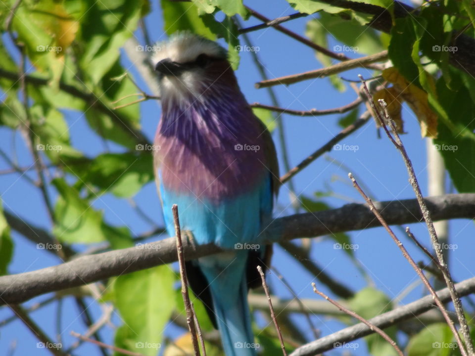 Beautiful South Africa wildlife bird ,Lilac Breasted Roller. 