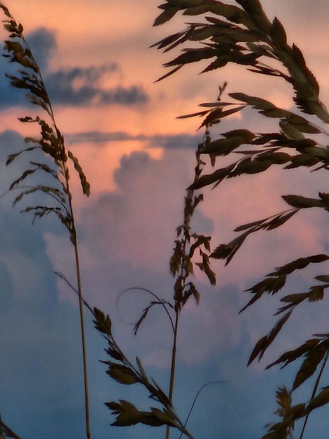 sunset dreams