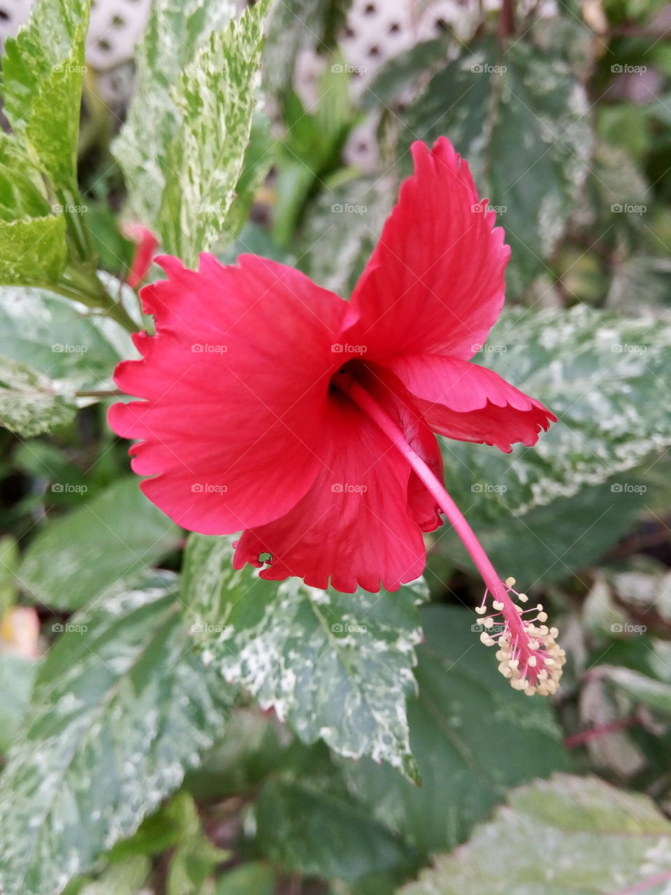 red hibicus blooms
