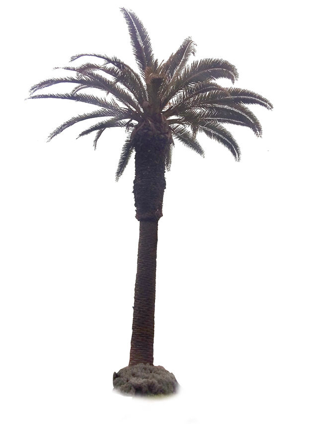 palm ..