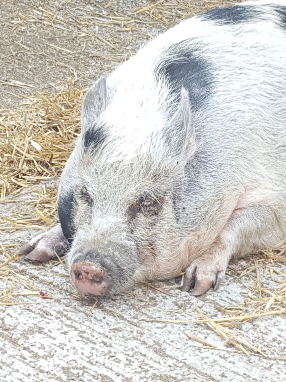 pig sleepy