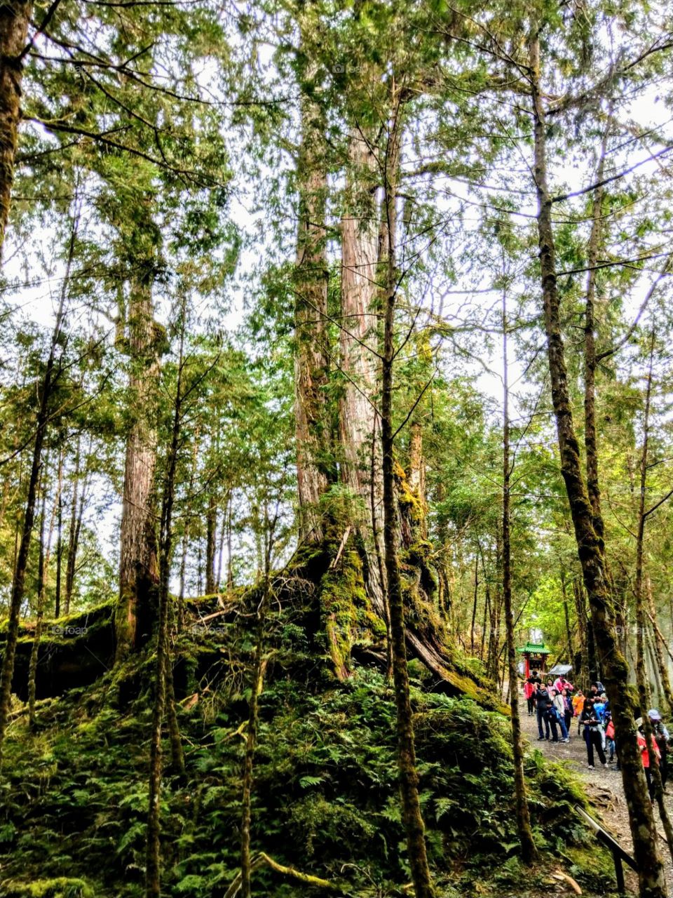 Walking on the forest trail, watching and observing "Divine Trees", very seriously, interesting. the air is very fresh. is full of the findofine anion.