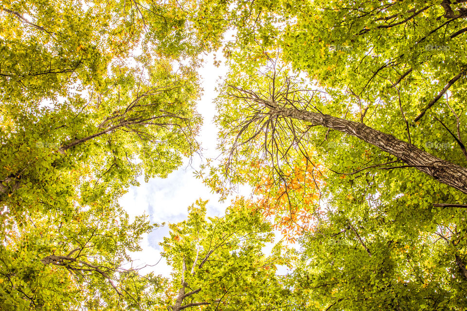 Green Forest Trees In Autumn
