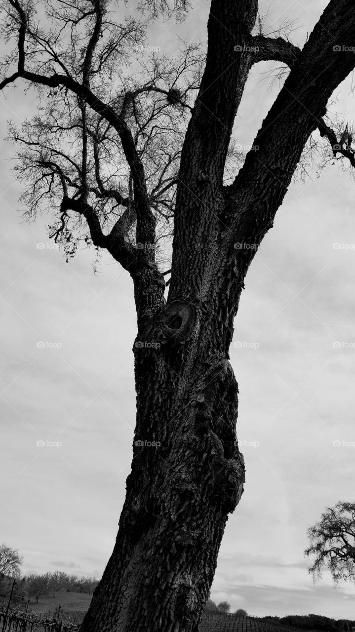 Bare Tree in Cloudy Skies