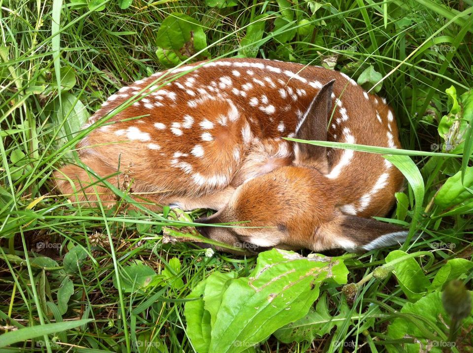 Deer fawn having afternoon snooze in farm hayfield baby animals nature wildlife spring summer 