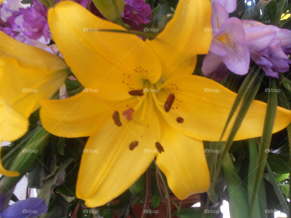 Yellow Lilly Flowers