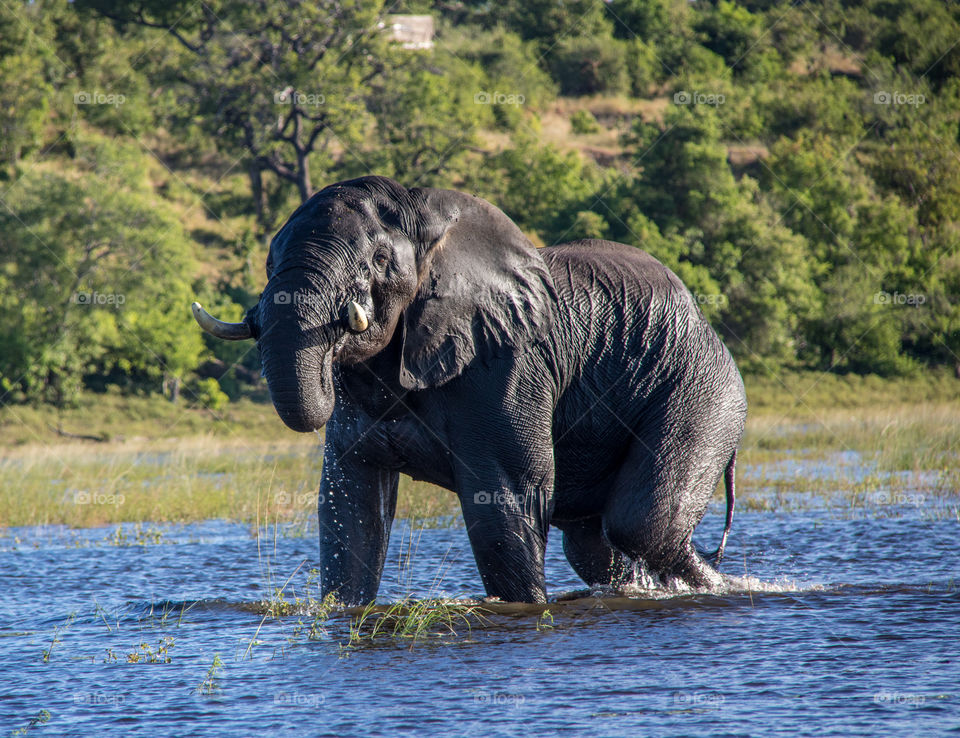 Elephants 