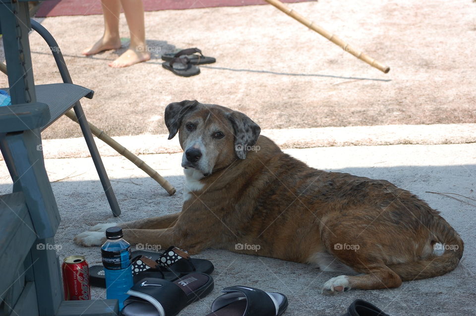 Scooby Doo on the farm