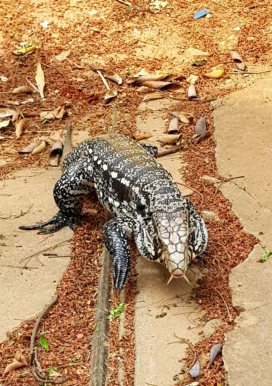 teiú lizard - lagarto teiú