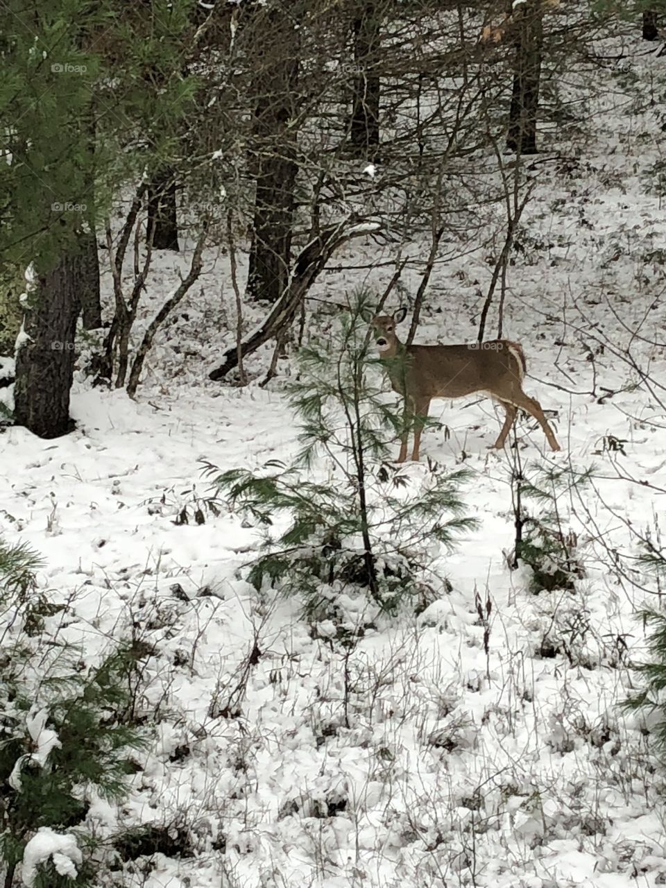 Whitetail in the woods 