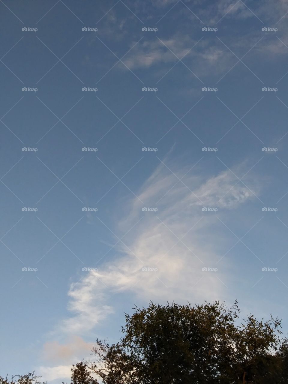 evening clouds over treetops