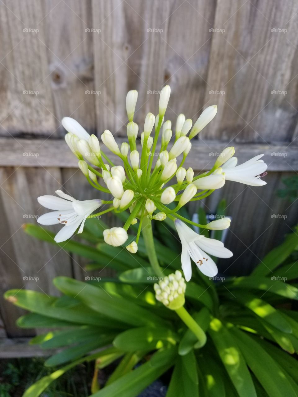 Backyard garden flowering