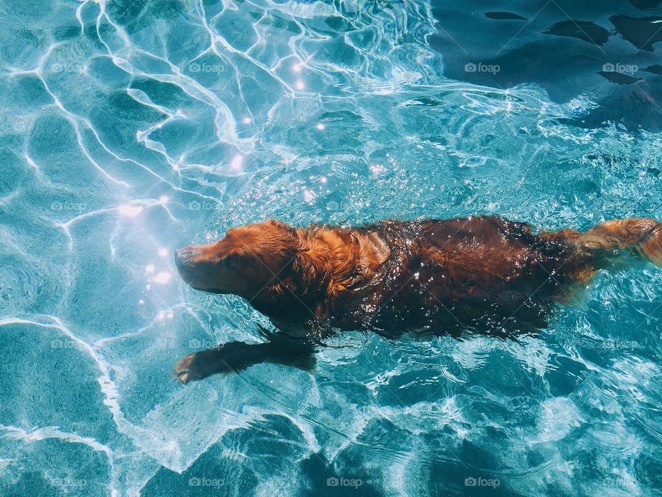 golden retriever swimming in pool