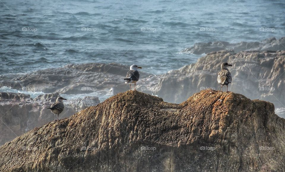 Porto seagulls