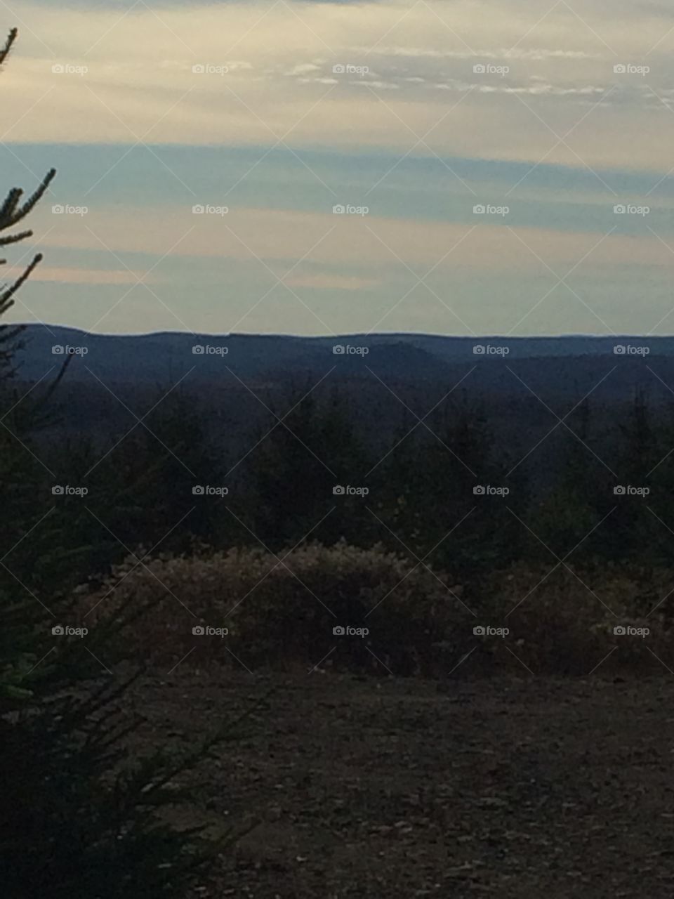 Hardwood forest valley