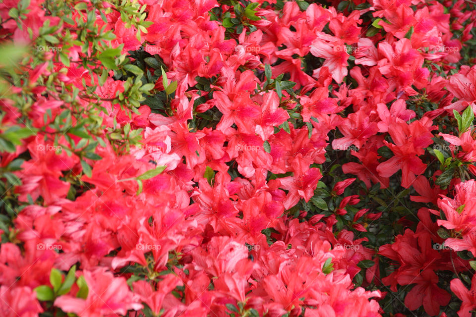 flowers pink flower plant by kshapley