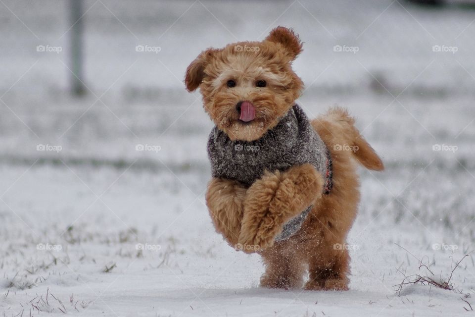 puppy playing in the snow
