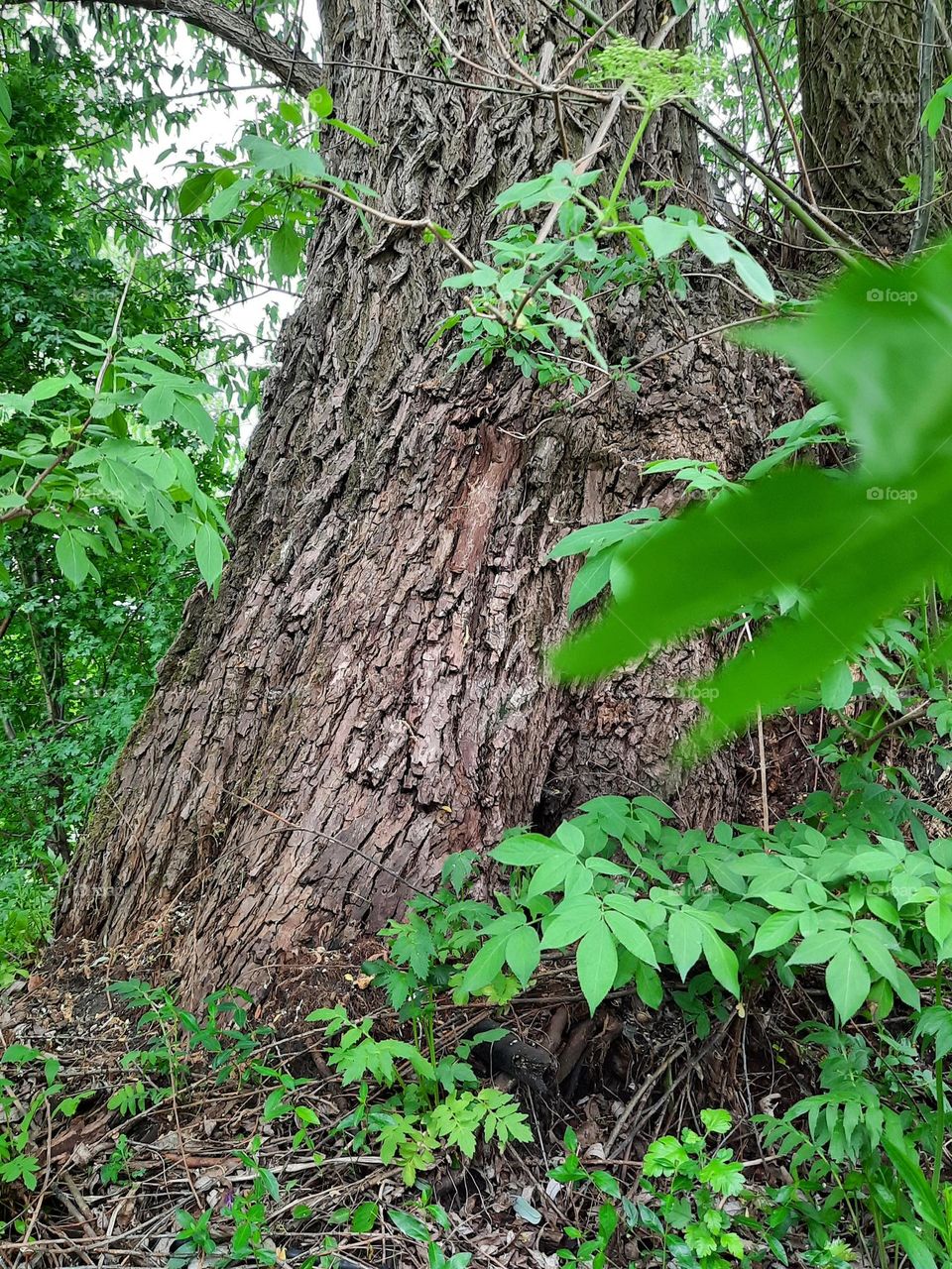 old willow from ground up