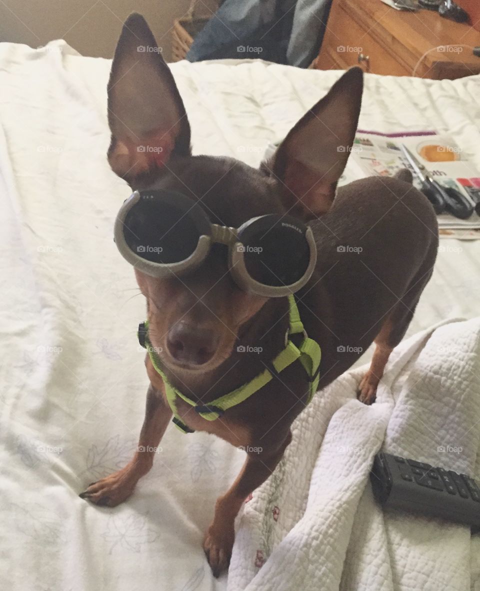 Puppy wearing doggals 