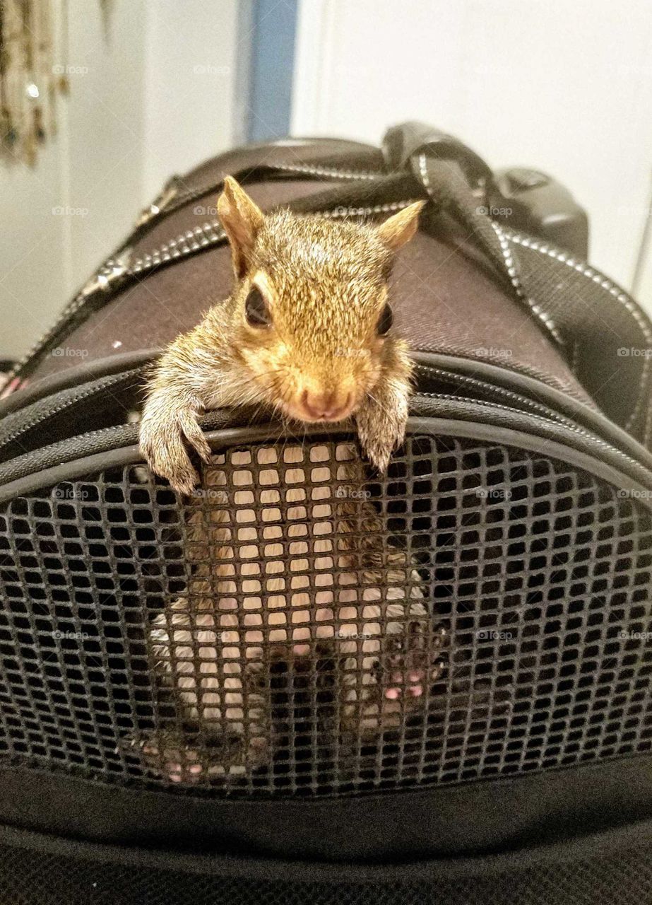 This is my squirrel friend Frederik who came to stay with me after a tragic tree accident and until she was rehabilitated and ready to be a wild squirrel again. it was an amazing experience! This was her 1st ot many escapes from the carrier.