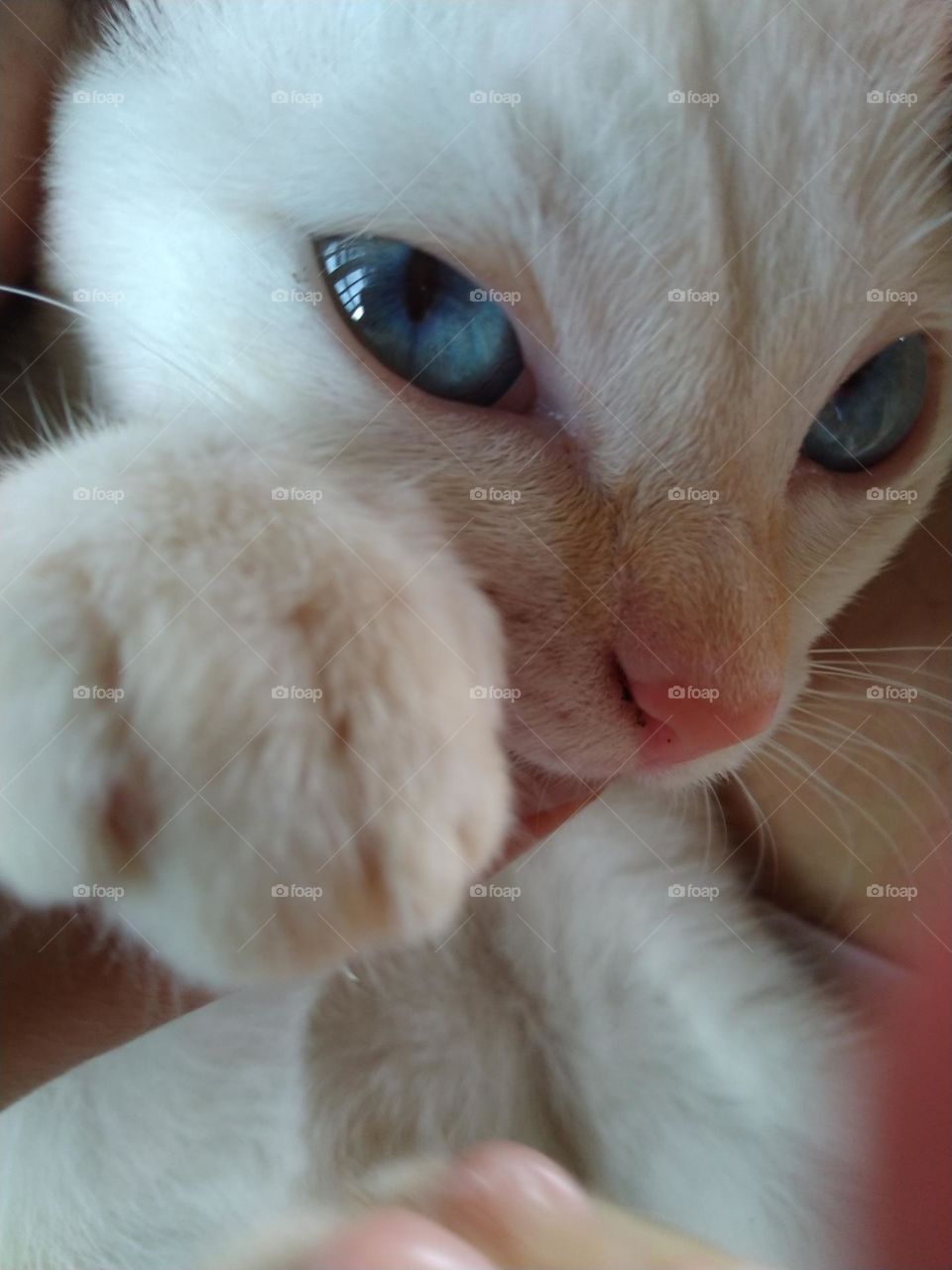 this is my cat white fur and blue eyes and very aggressive