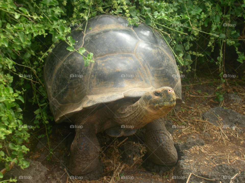 turtle galapagos giant turtle nature by izabela.cib
