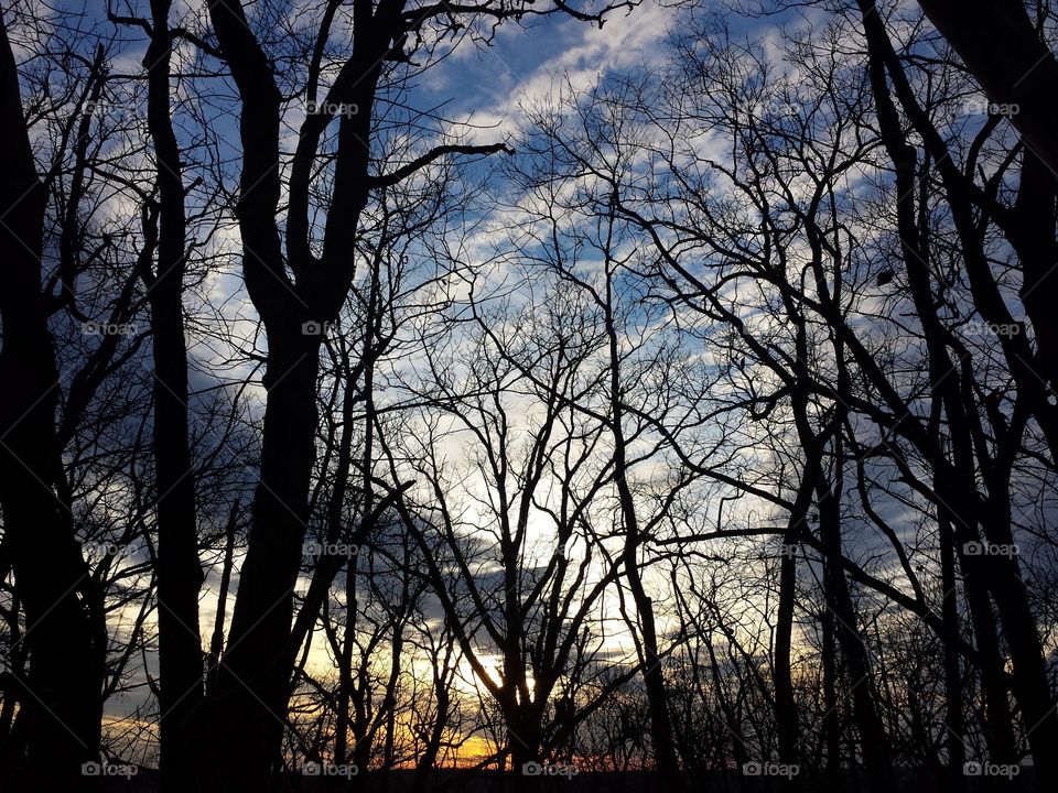 View of bare trees in the forest at dusk