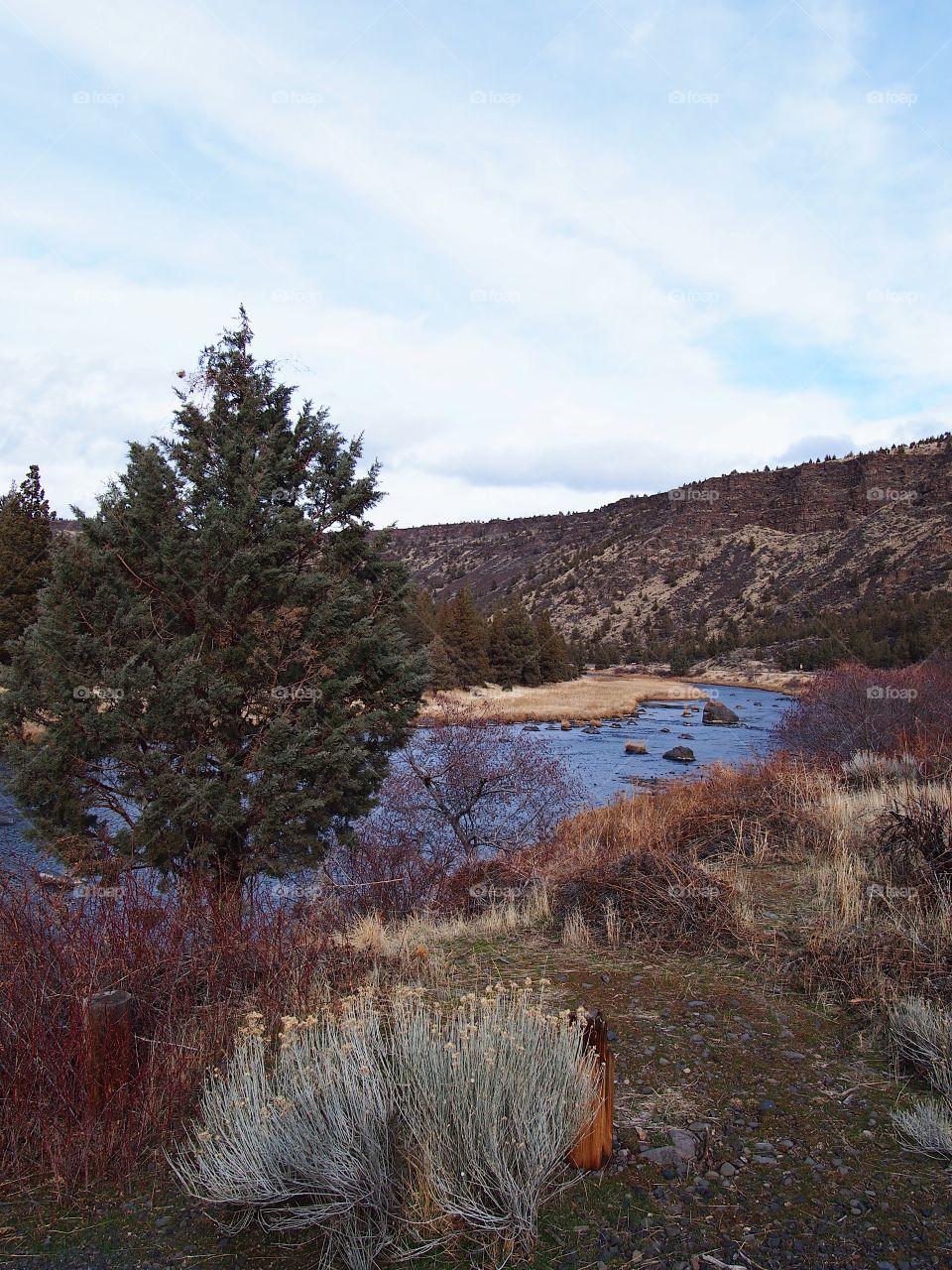 Rabbitbrush an a juniper tree along the banks of the Crooked River in Central Oregon.