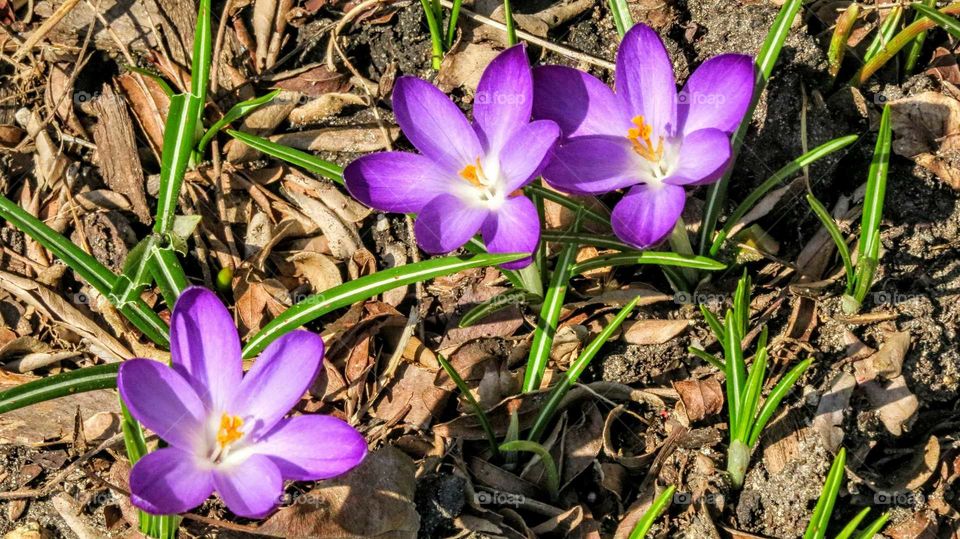 Crocus in spring