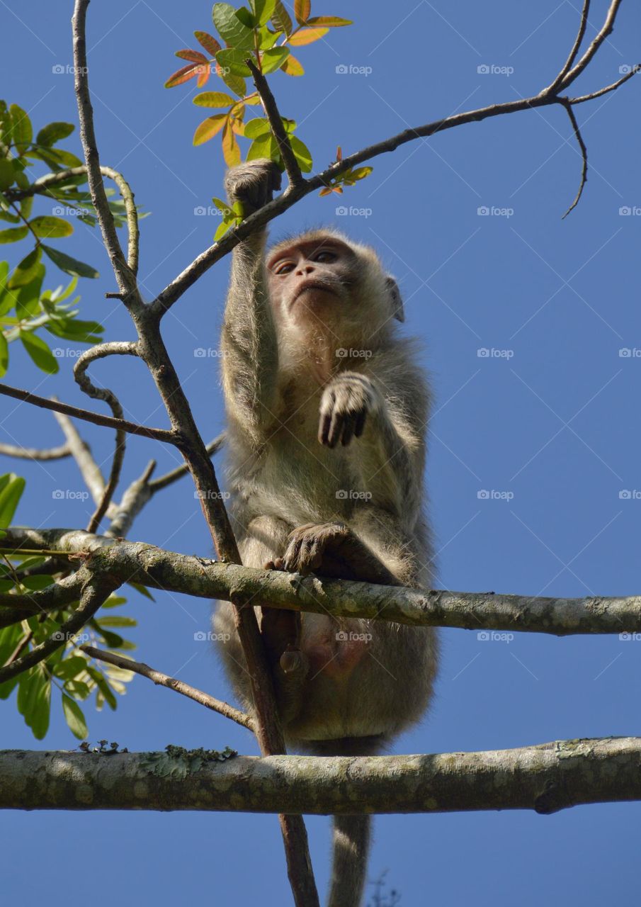Rhesus-Monkey