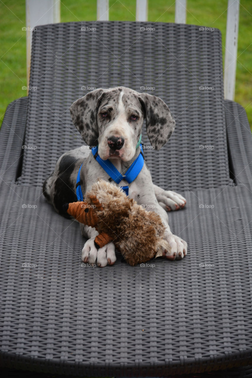 Relaxing Puppy
