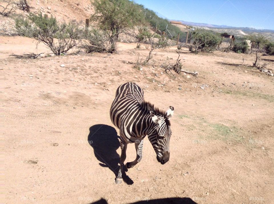 Baby Zebra