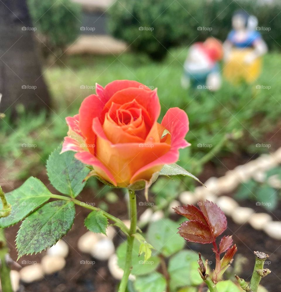 🌹 🇺🇸 Very beautiful flowers to brighten our day.  Live nature and its beauty. Did you like the delicate petals? / 🇧🇷 Flores muito bonitas para alegrar nosso dia. Viva a natureza e sua beleza. Gostaram das pétalas delicadas? 