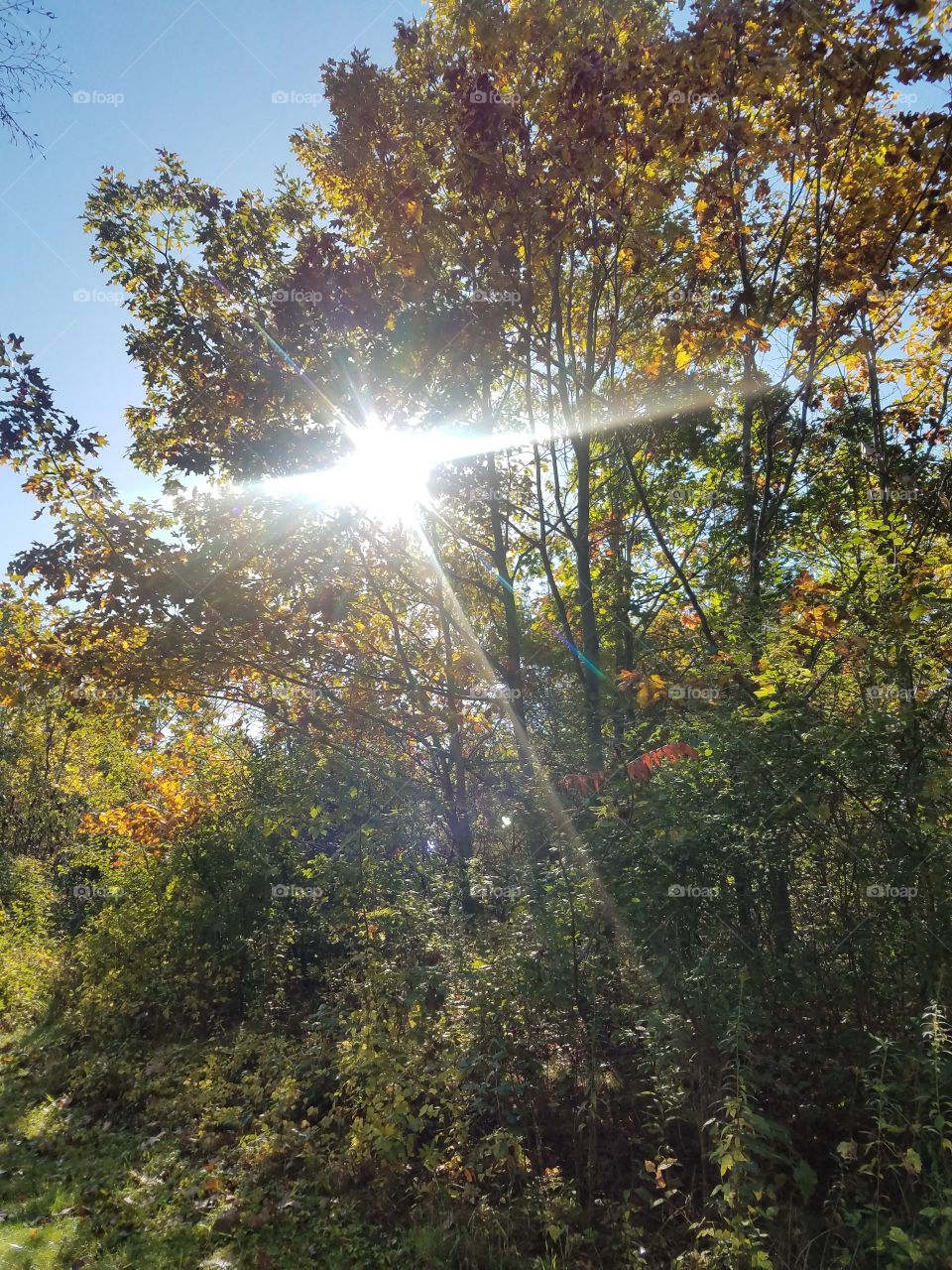 Leaf, Wood, Tree, Nature, Sun