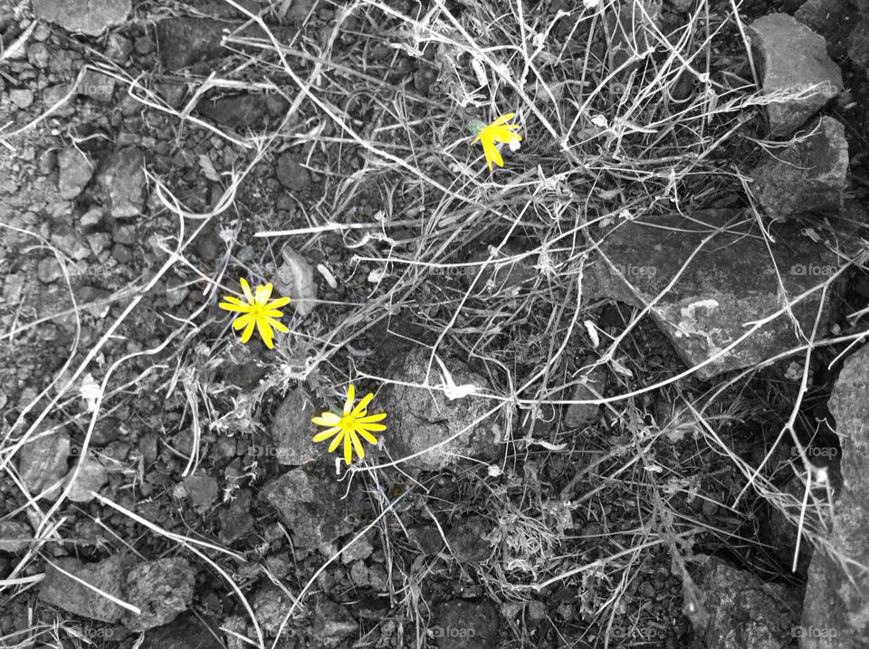 yellow off road tiny flowers arizona by mjf101471