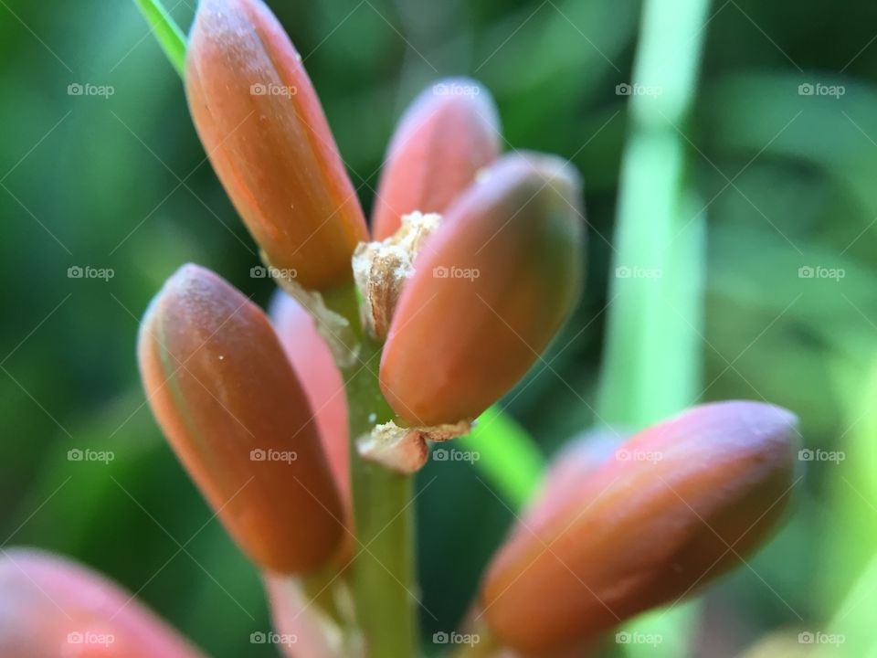 Aloe flower up close